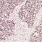 Anti-GRP78 BiP HSPA5 Rabbit Monoclonal Antibody